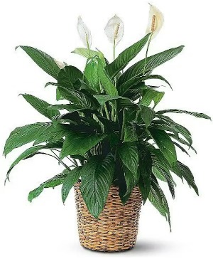 Large Spathiphyllum Plant 
