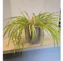 SOLD  Large Spider Plant NFS-P120