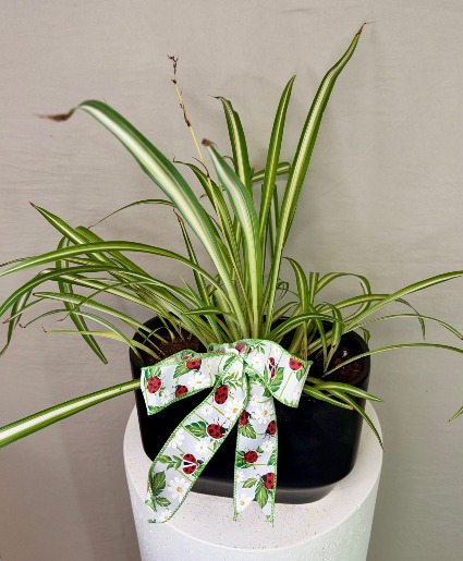 Spider Plant Spider Plant-ladybug