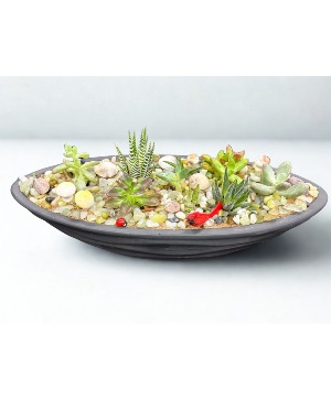 Large Succulent Dish Garden Black Succulent