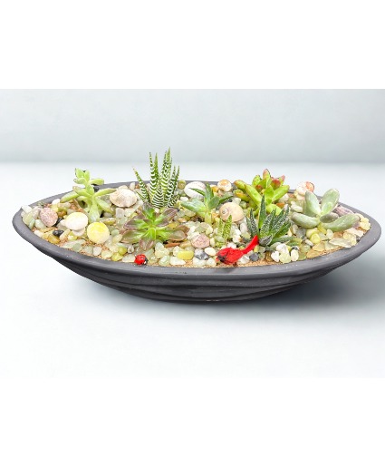 Large Succulent Dish Garden Black Succulent
