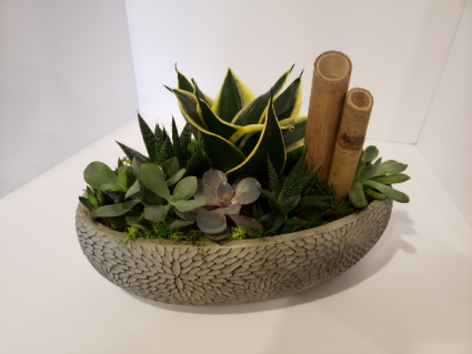 Large succulent garden Plants
