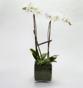 Double White Orchid  Orchid Plant