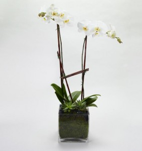 Double White Orchid  Orchid Plant