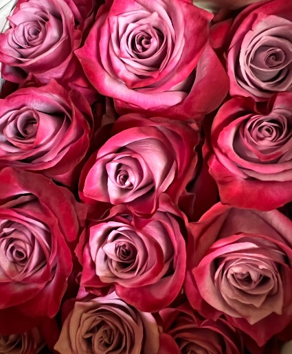 Lavender Roses 