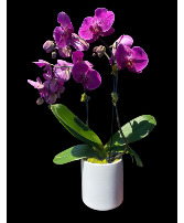 Lavender Whisper  plant