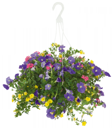 Lavender, Yellow & Pink Mixed Basket Hanging Basket