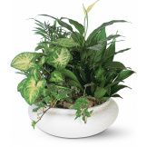 Lavish Dish Garden Plants
