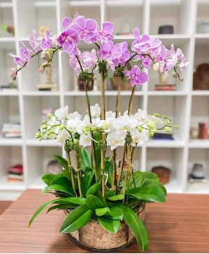 Layers of Love Orchids  