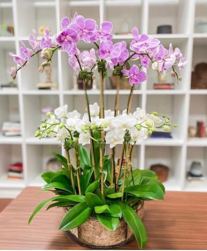 Layers of Love Orchids  