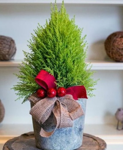 Lemon Cypress Tree  