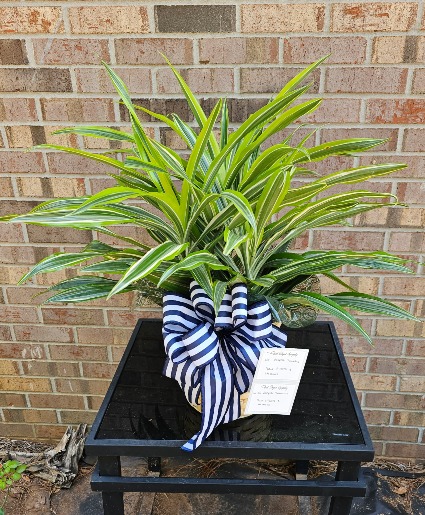 Lemon Lime plant  