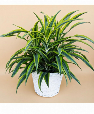 Lemon Lime Warneckii Plant in Fort Worth, TX - DARLA'S FLORIST