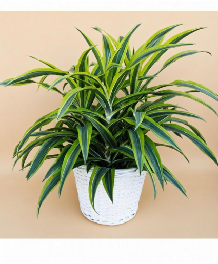 Lemon Lime Warneckii Plant