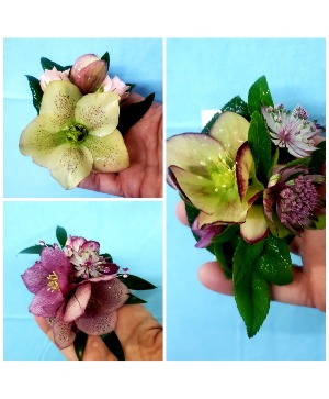 Lenten Rose (Hellebora) bout Prom