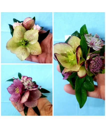 Lenten Rose (Hellebora) bout Prom