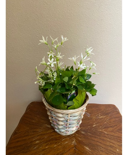 leprechaun plant