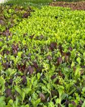 Lettuce many varieties- see description