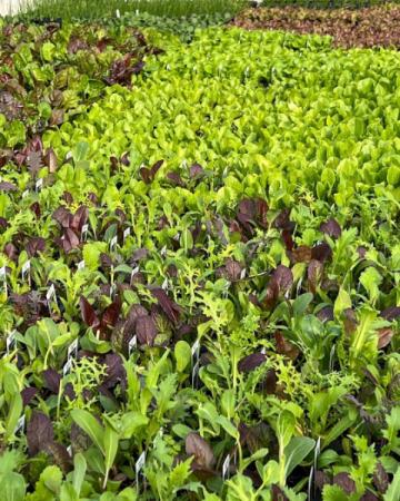 Lettuce many varieties- see description