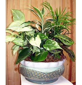 Lg 15" Ceramic Dish Garden 