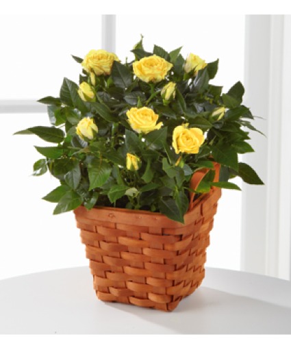Lighthearted Moments Mini Rose Plant 