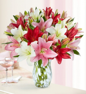 Lily, Lily, Lily 