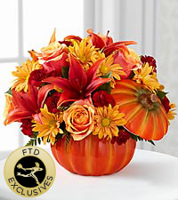 lily pumpkin 