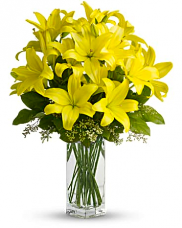 Lily Sunshine 