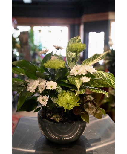 Lime Light  Dish Garden With Flowers