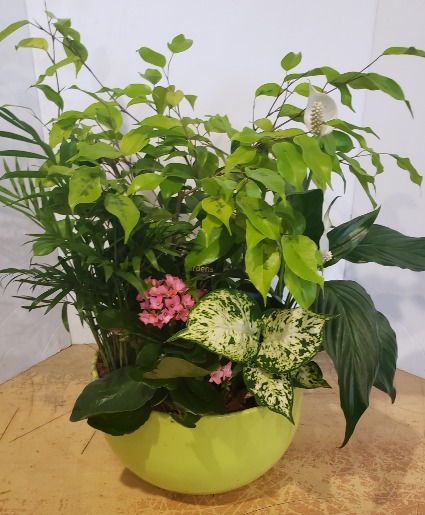 Lime Tropical planter Plants