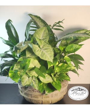 Limited Edition Dish Garden Plants