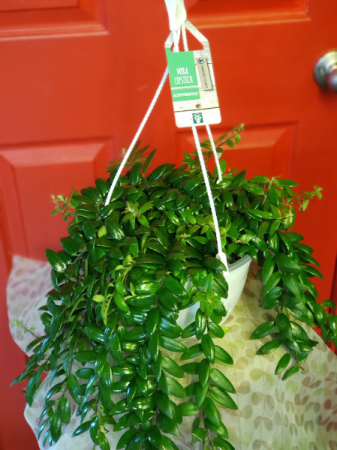 Lipstick Plant Hanging Plant