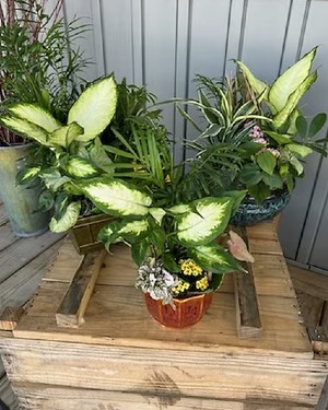 Lisk's Dish Garden 