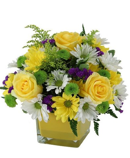 Little Sunshine  MD254 