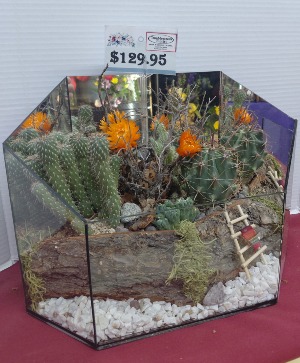 Live Cactus Terrarium  Cactus 