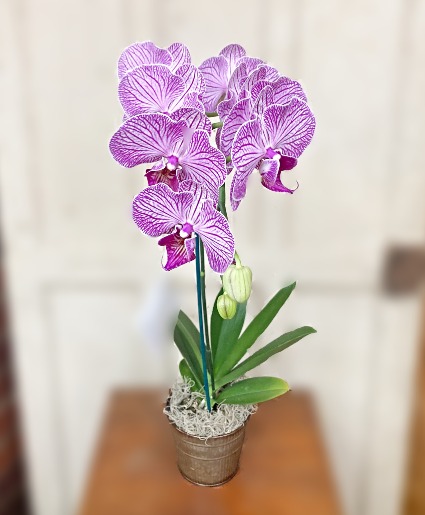 FLOWERLAND:  Orchid Plants orchid plant  DOUBLE STALKS