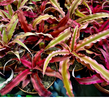 live plant 