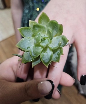 Live succulent ring 