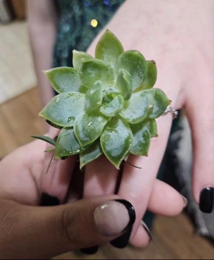 Live succulent ring 