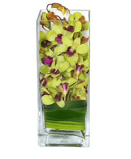 LIVELY LIME GREEN Orchid Arrangement
