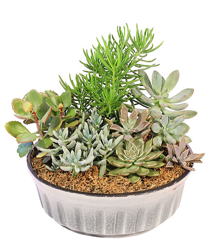 Lively Succulent Garden Dish Garden