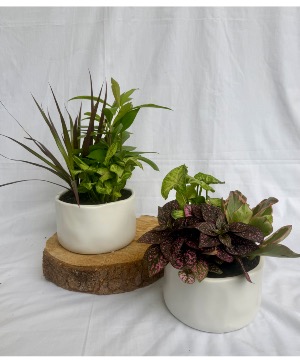 Living Harmony Mixed Plant Garden 