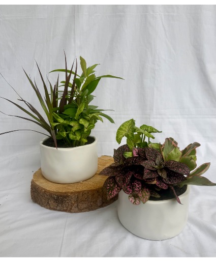 Living Harmony Mixed Plant Garden 