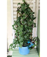 English Moss Trellised Ivy Living Plant