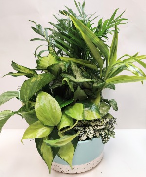 LIVING SPIRIT DISHGARDEN 