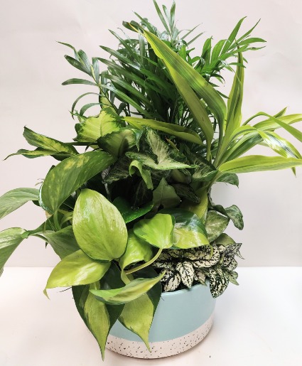 LIVING SPIRIT DISHGARDEN 