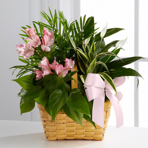 LIVING SPIRIT DISHGARDEN IN PINK DISHGARDEN