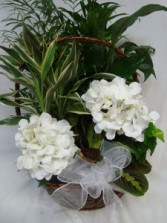 Large Planter shown with 2 White Silk  (P) hydrangeas and bow. (Call if you would rather have cut flowers instead of silk) Same price.