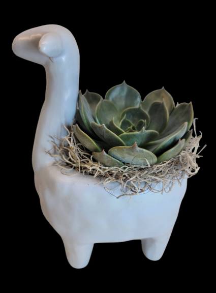 Llama Succulent planter 