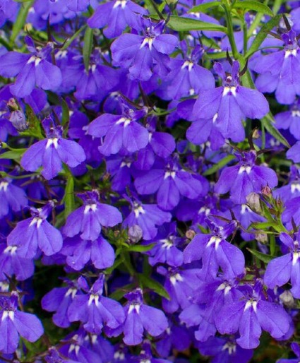 Lobelia Haning Basket Hanging Basket